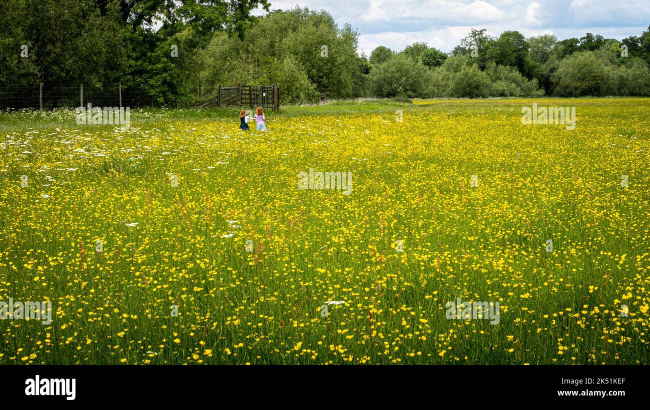 Zwei Mädchen in der Ferne, die durch eine Wildblumenwiese laufen. Stockfoto