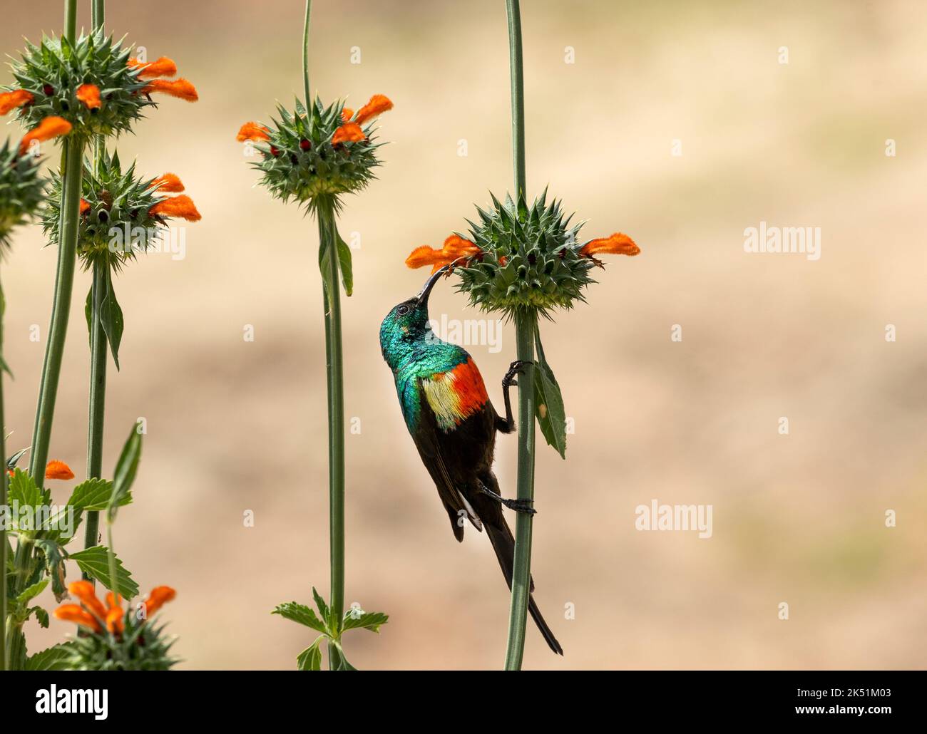 Der männliche schöne Sonnenvögel ist während der Brutsaison eine lebendige Farbpalette. Sie sind regelmäßige Besucher von Blumen wie dieser Löwenpfote Stockfoto