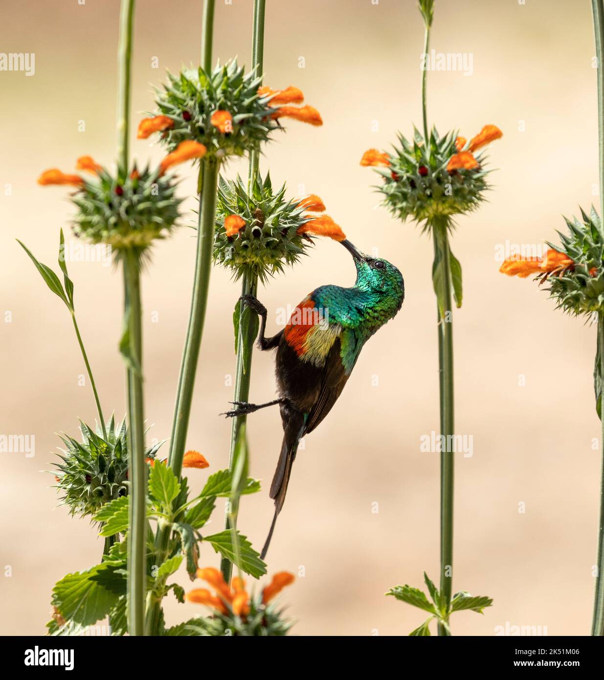 Der männliche schöne Sonnenvögel ist während der Brutsaison eine lebendige Farbpalette. Sie sind regelmäßige Besucher von Blumen wie dieser Löwenpfote Stockfoto