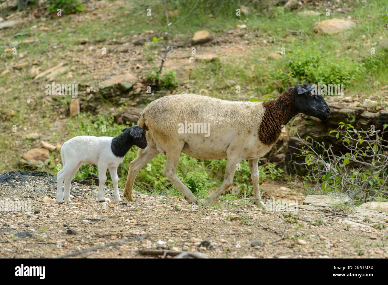 Dorper Schafe mit Jungen in der Caatinga Biom, Cariri Region, Cabaceiras, Paraiba, Brasilien. Stockfoto