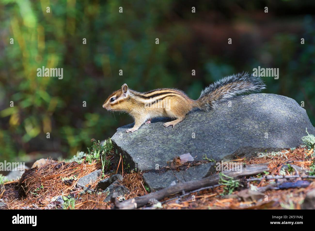 Ein Streifenhörnchen mit einem flauschigen Schwanz sitzt auf einem Stein im Hintergrund eines verschwommenen Waldes. Stockfoto