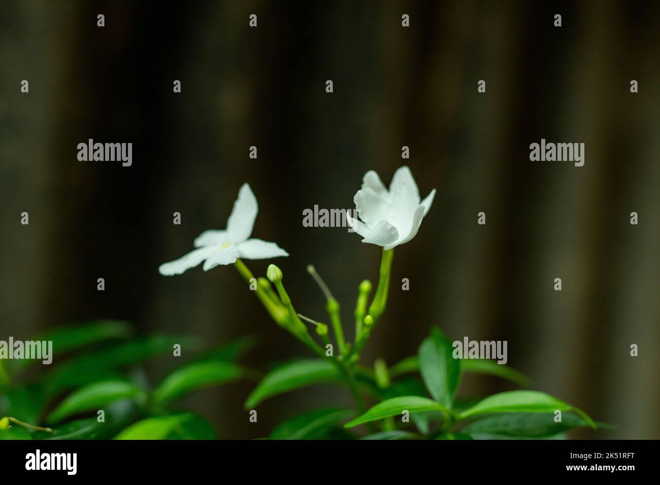 Crepe Jasmin oder Windrad Blume ist ein hübscher kleiner Strauch mit einer abgerundeten Form und weißen Windrad Blüten. Im Frühling blüht Crape Jasmin, aber blüht Stockfoto