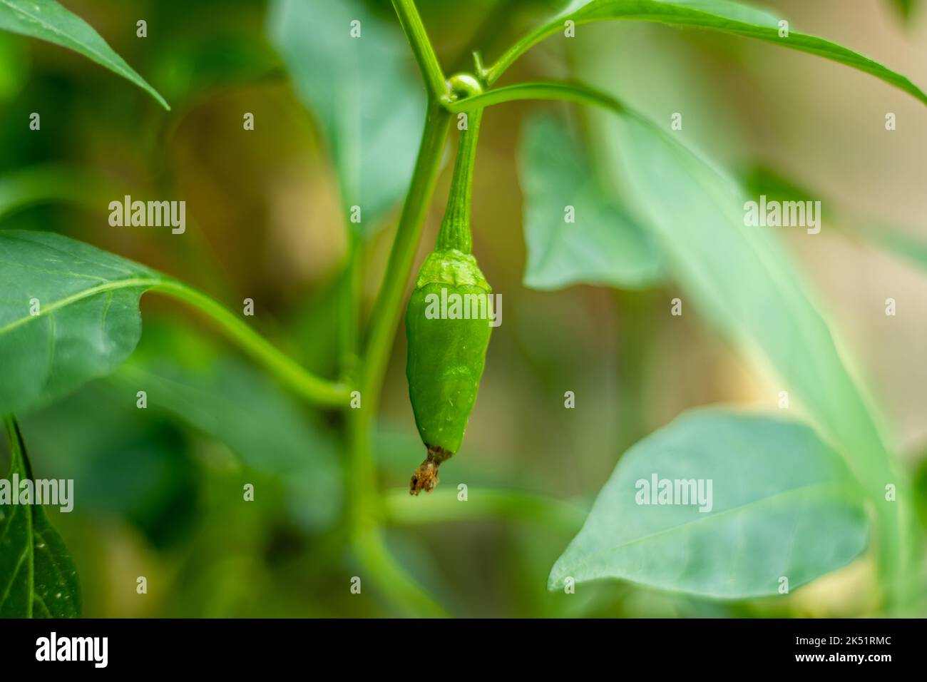Gelbe chilis -Fotos und -Bildmaterial in hoher Auflösung – Alamy