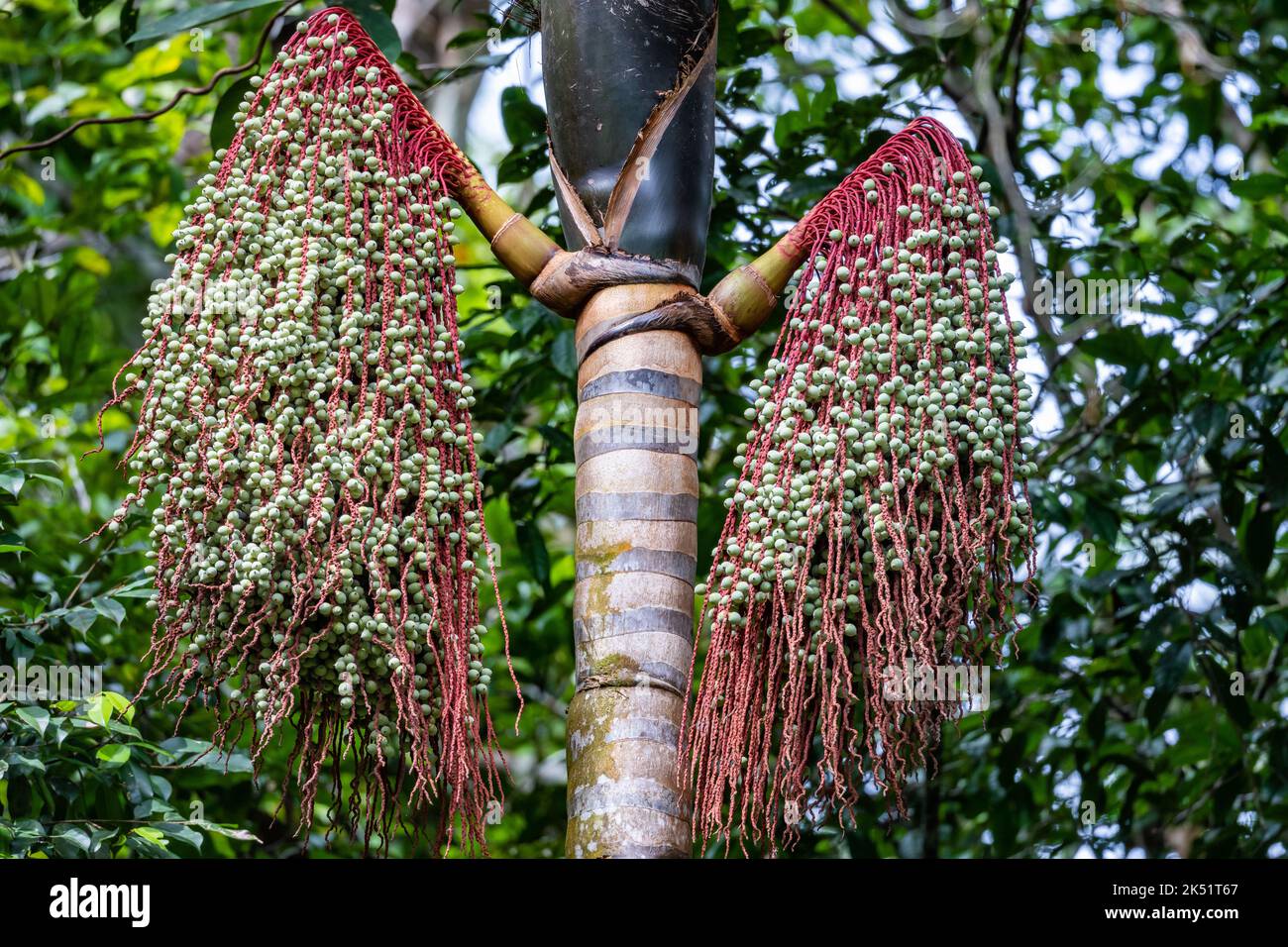 Früchte der Palme (Oenocarpus balickii). Amazonas, Brasilien. Stockfoto