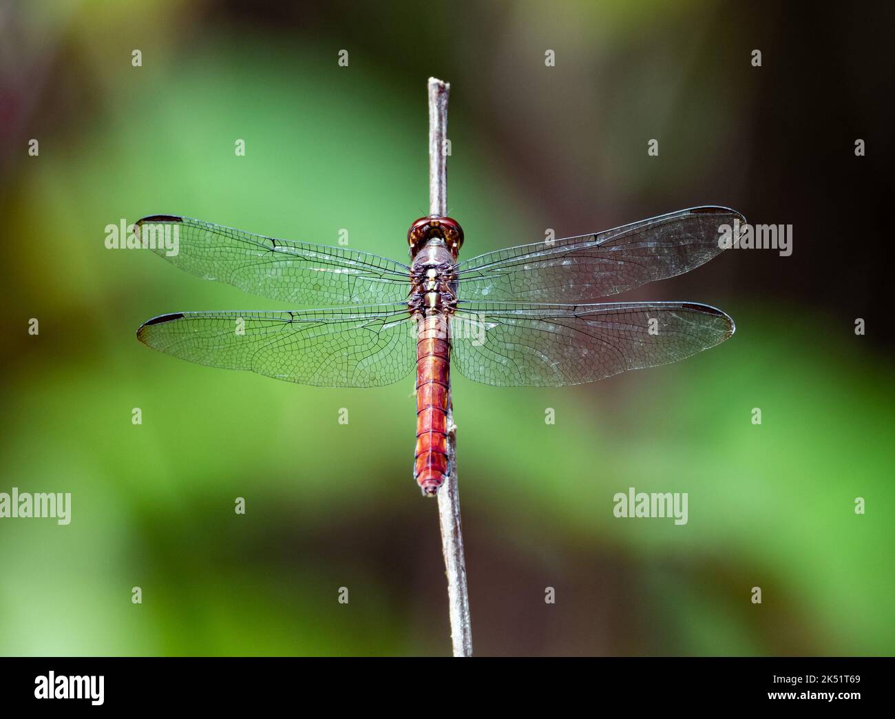 Rote Libelle () im tropischen Wald. Amazonas, Brasilien. Stockfoto