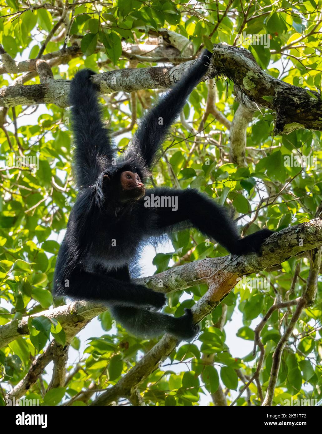 Ein wilder Guayana-Spinnenkäffchen oder ein roter schwarzer Spinnenkäffchen (Ateles paniscus), der an einem Baum im tropischen Wald hängt. Amazonas, Brasilien. Stockfoto
