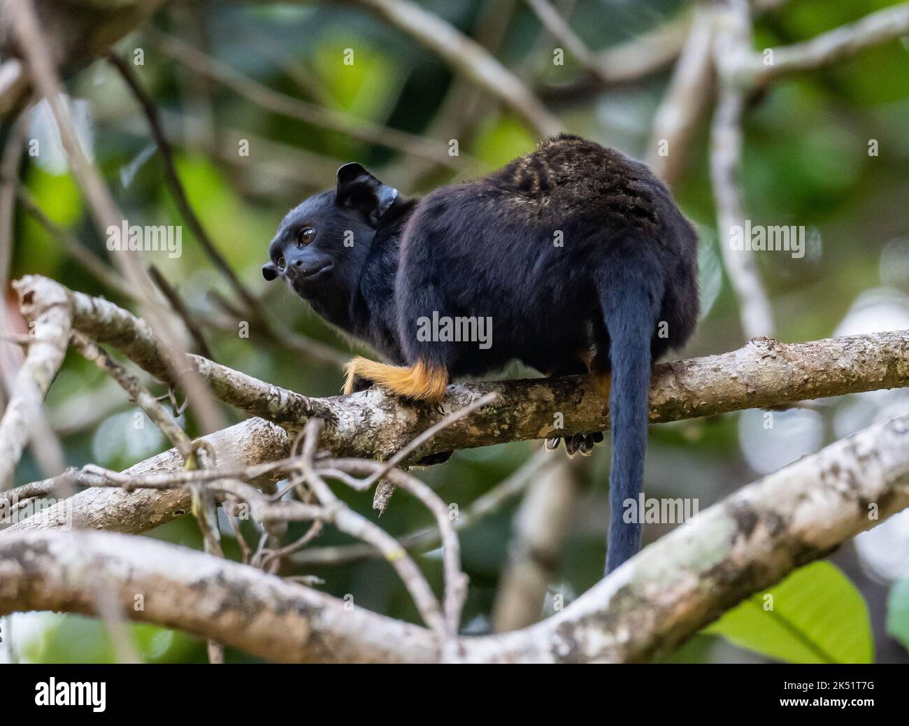 Ein wilder Rothandling Tamarin (Saguinus midas) im tropischen Wald. Amazonas, Brasilien. Stockfoto