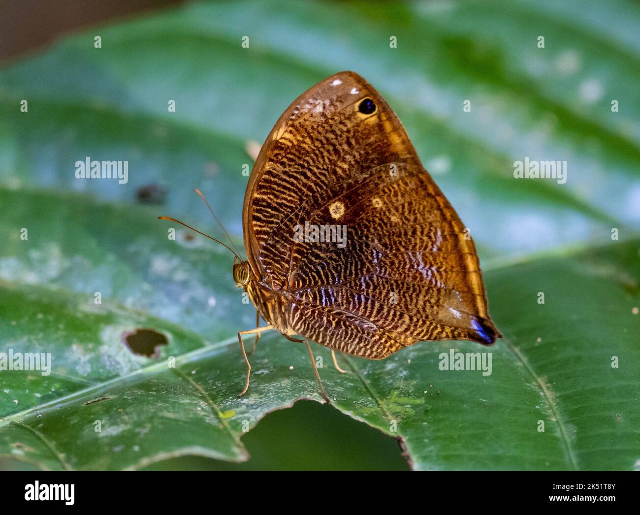 Schmetterling (Brassolini actorion) in freier Wildbahn. Amazonas, Brasilien. Stockfoto