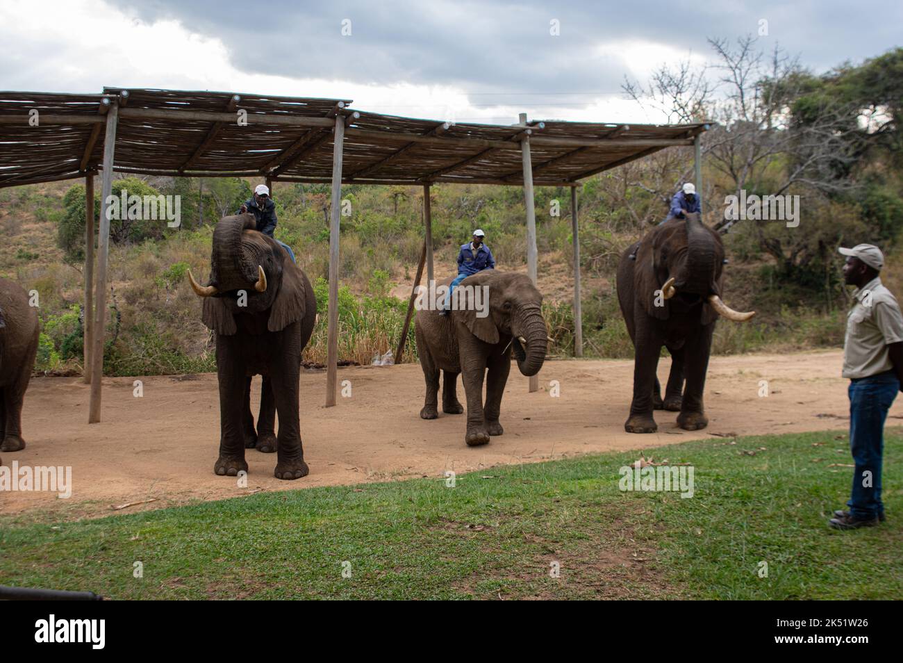 Elephant Demonstration im Elephant Sanctuary Hazyview Stockfoto