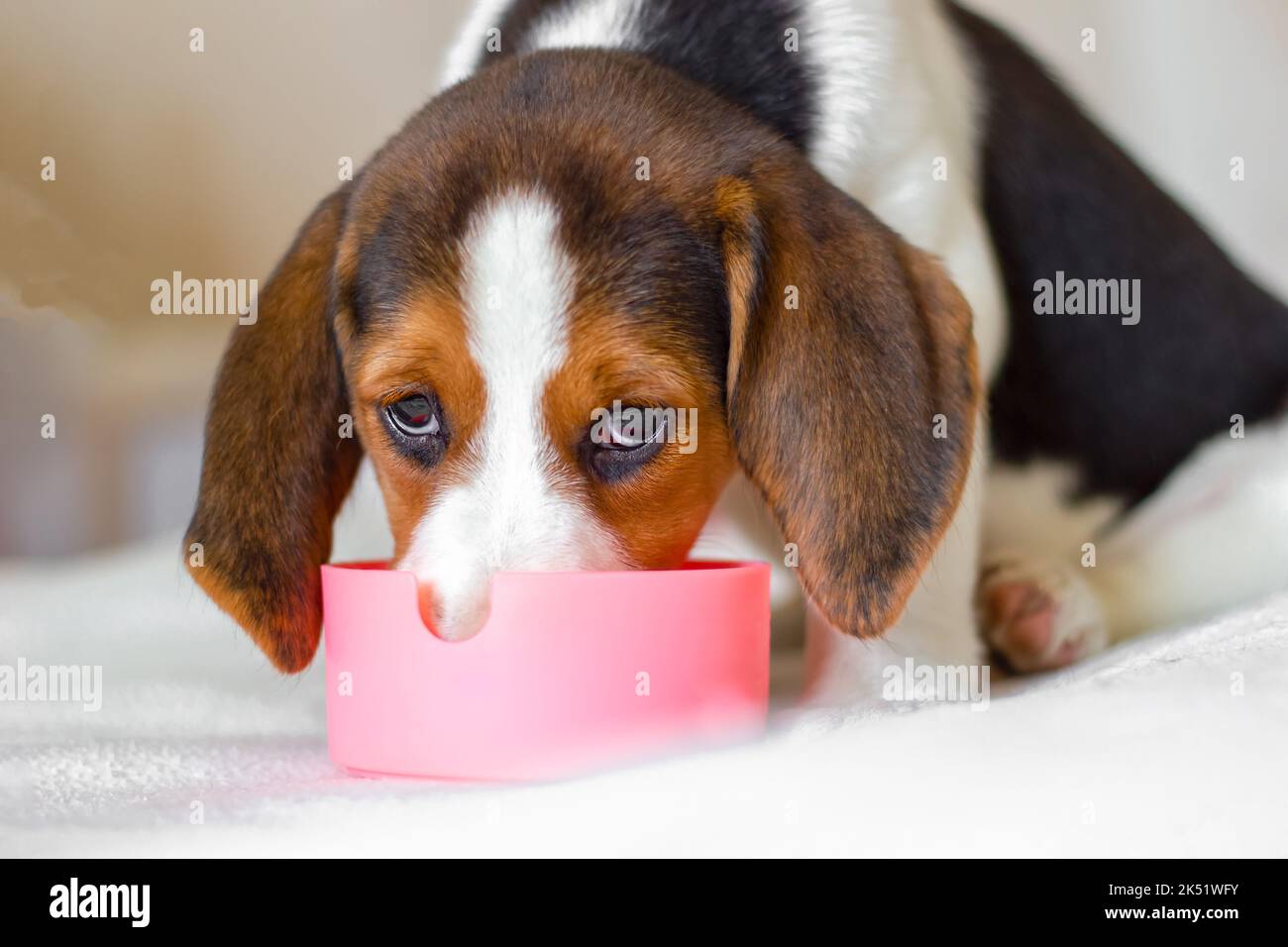 Beagle Hund Welpe isst Nahrung aus Schüssel. Der Blick richtet sich auf die Kamera. Der Blick richtet sich auf die KameraNahaufnahme Stockfoto