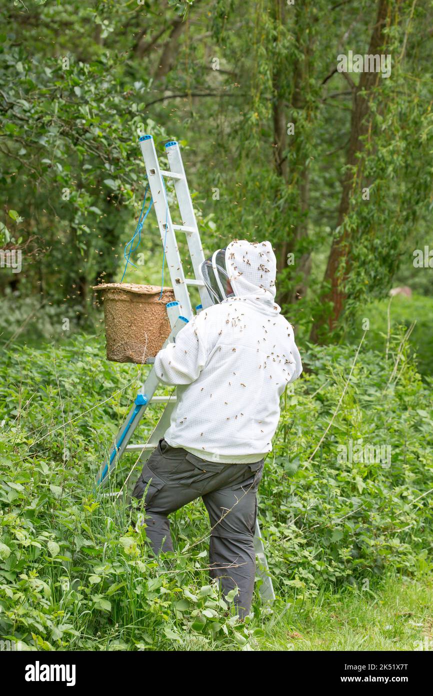 Mann in Schutzkleidung für Bienenhalter, der eine Gruppe wilder Honigbienen aus seinem temporären Zuhause im Baum eines öffentlichen britischen Parks entfernt. Stockfoto