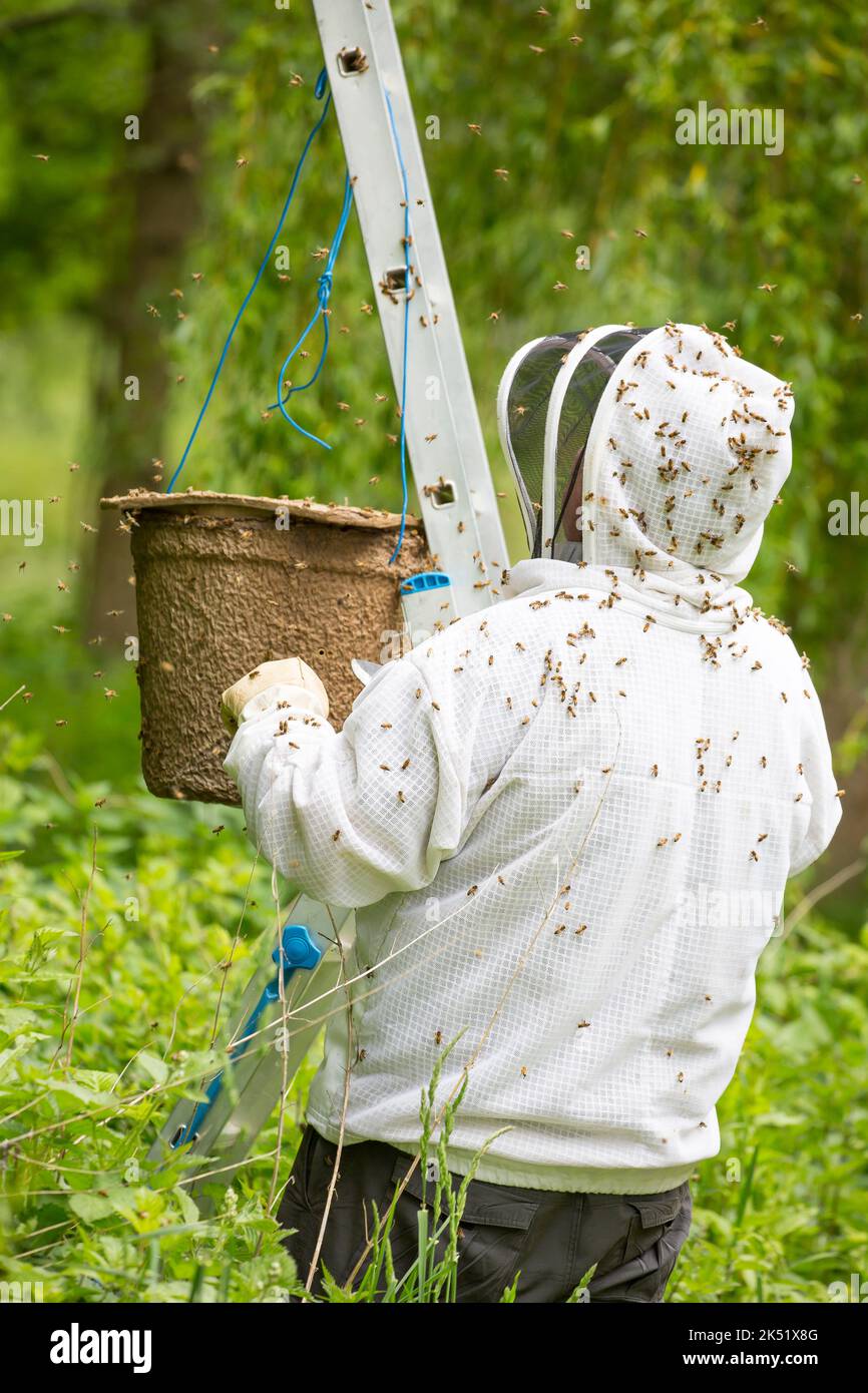 Mann in Schutzkleidung für Bienenhalter, der eine Gruppe wilder Honigbienen aus seinem temporären Zuhause im Baum eines öffentlichen britischen Parks entfernt. Stockfoto