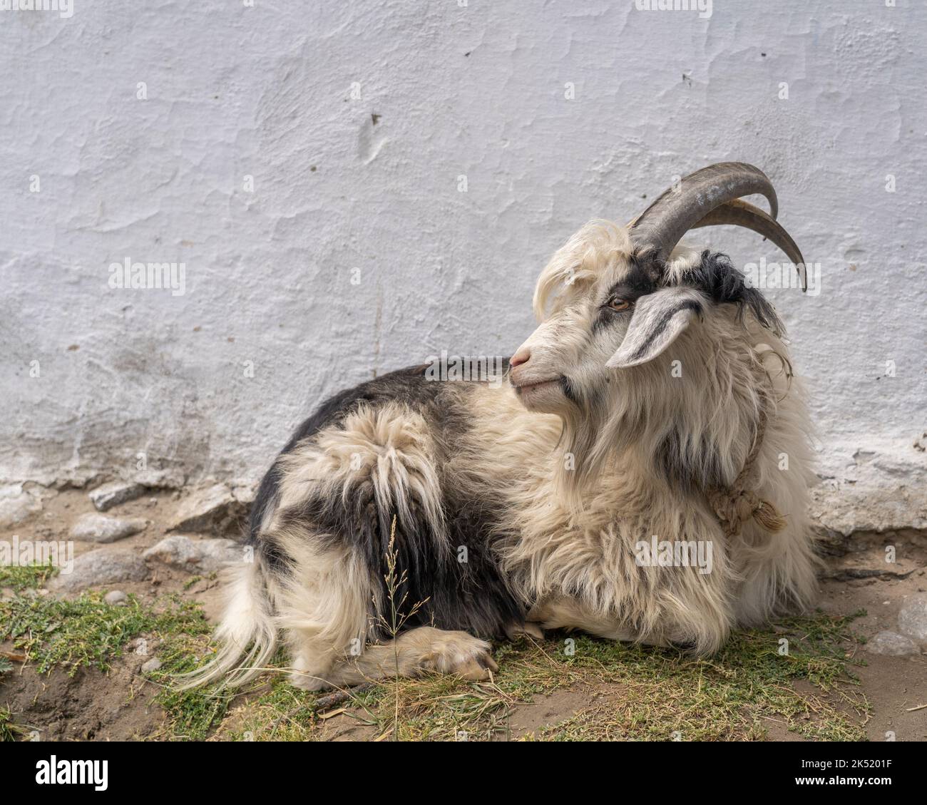 Pamir Berge langhaarige schwarz-weiße ziege im Wakhan-Korridor, Gorno-Badakshan, Tadschikistan Stockfoto