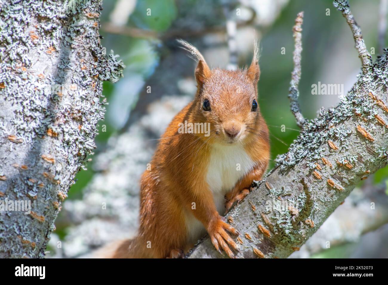 Der rote Eichhörnchen, Sciurus vulgaris, wird in der Nähe in einem Baum gefangen. Stockfoto