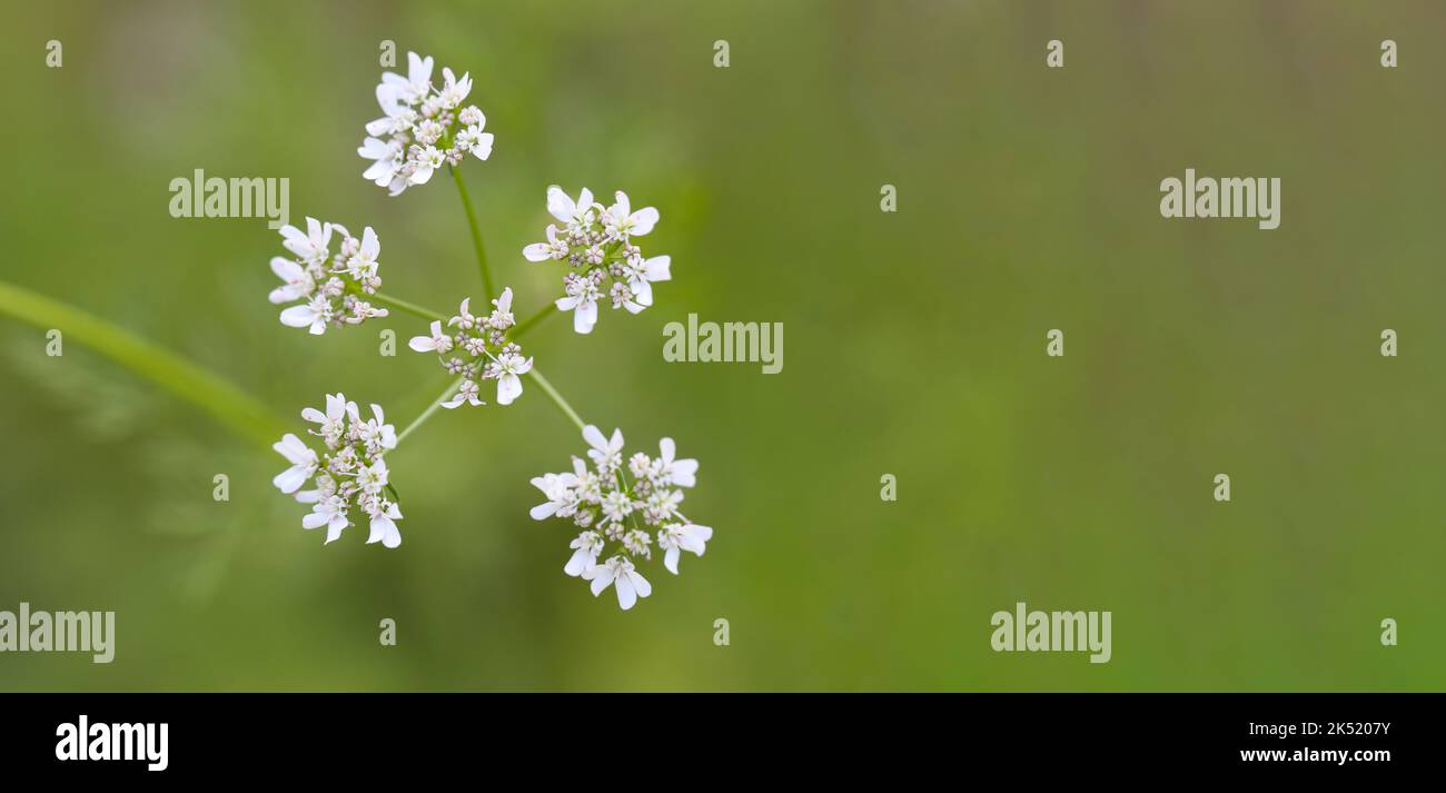 Blühende weiße Blumen auf grünem Hintergrund aus verschwommenen Blättern für ein Natur-Design. Stockfoto