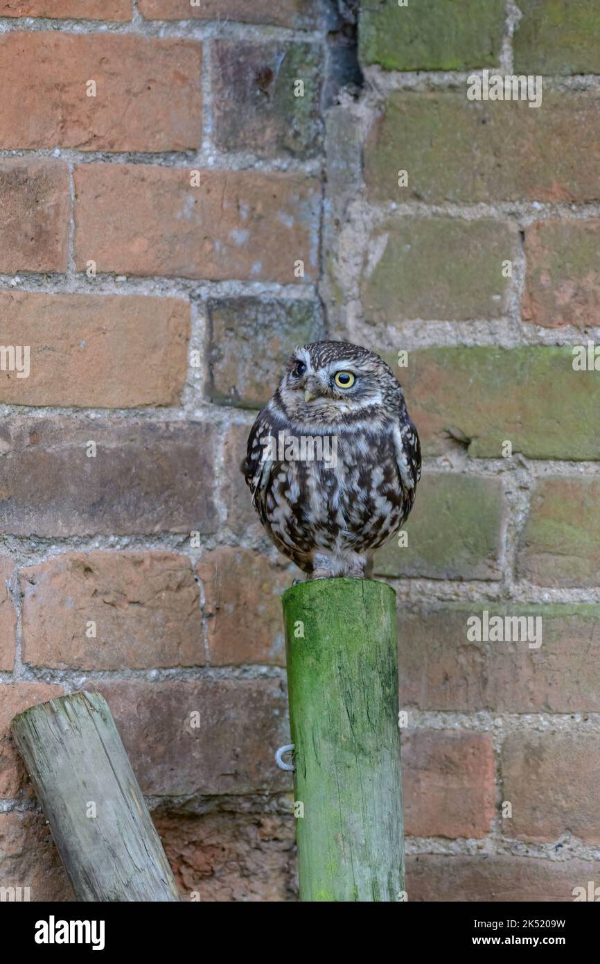 Die kleine Eule, Athene Noctua, thronte auf einem Zaunpfosten Stockfoto