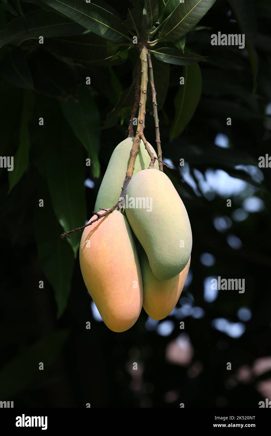 Mahachanok Mango am Baum im Obstgarten, unreife Mango am Baum in Obstgärten in Thailand. Stockfoto