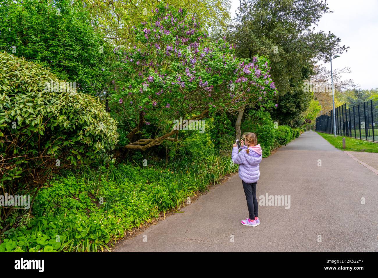 Schönes junges Mädchen macht ein Foto von einem Kirschblütenbaum in einem Stadtpark an einem Frühlingstag. Hochwertige Fotos Stockfoto