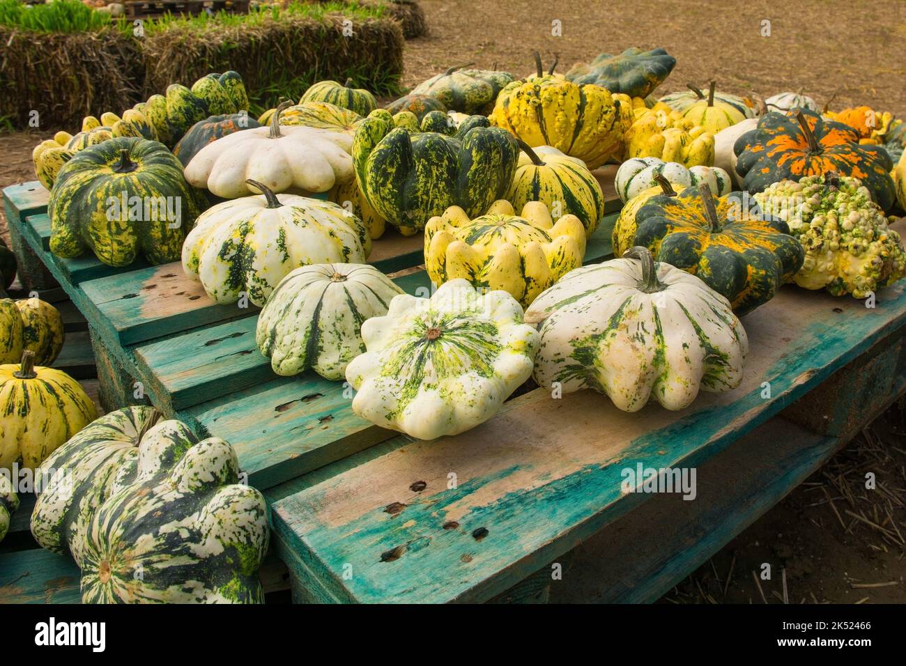 Eine Anfang Oktober-Ausstellung von bunten Pattypan-Kürbissen, auch Jakobsmuscheln oder Sommerkürbis genannt, auf einem Kürbis-Farmfeld in Nordostitalien Stockfoto