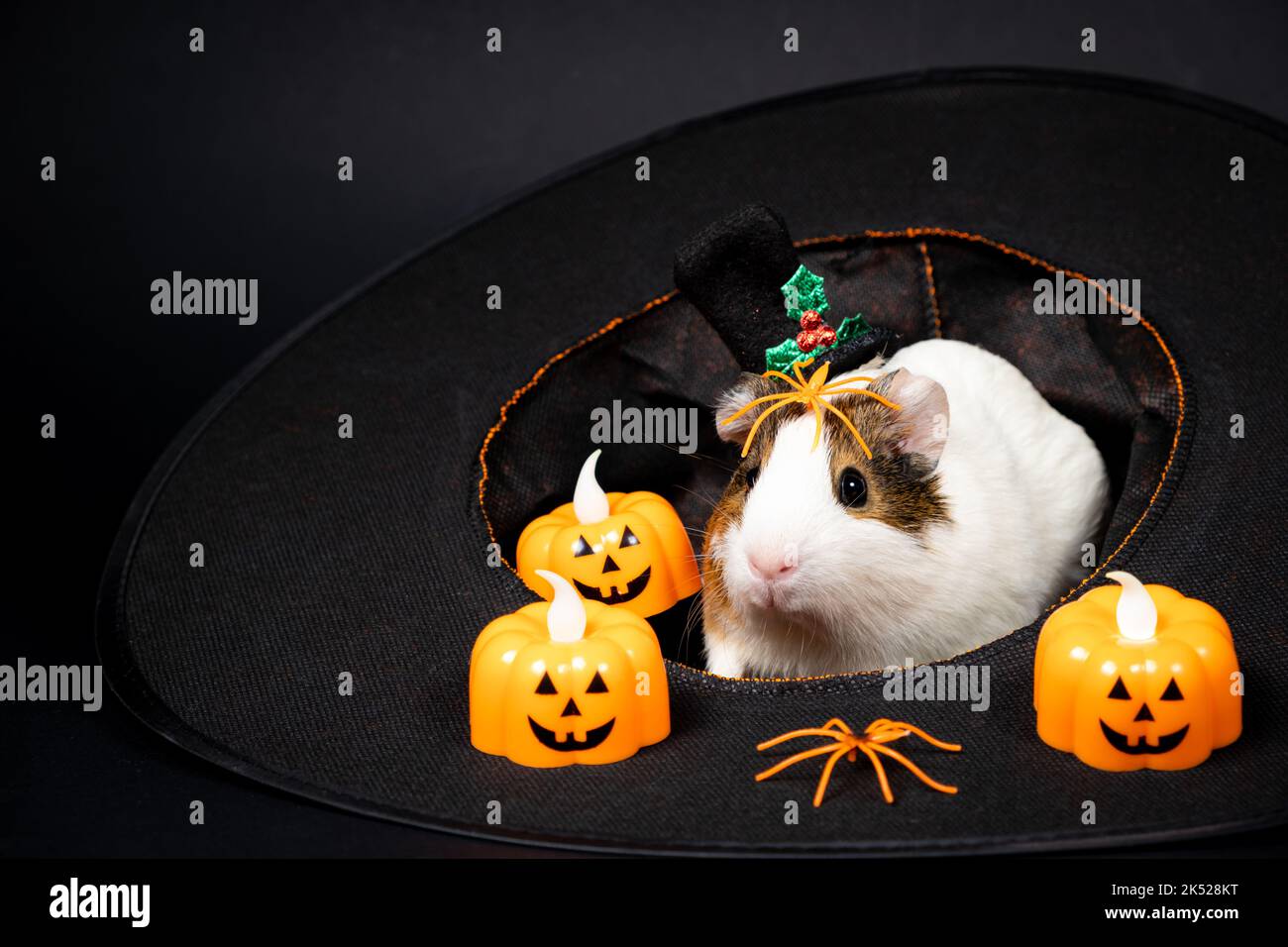 Ein Meerschweinchen sitzt in einem Hut und bereitet sich auf Halloween vor. Stockfoto