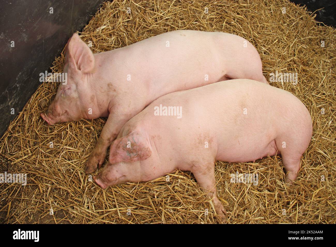 Zwei rosa Schweine schlafen auf einem Strohbett. Stockfoto