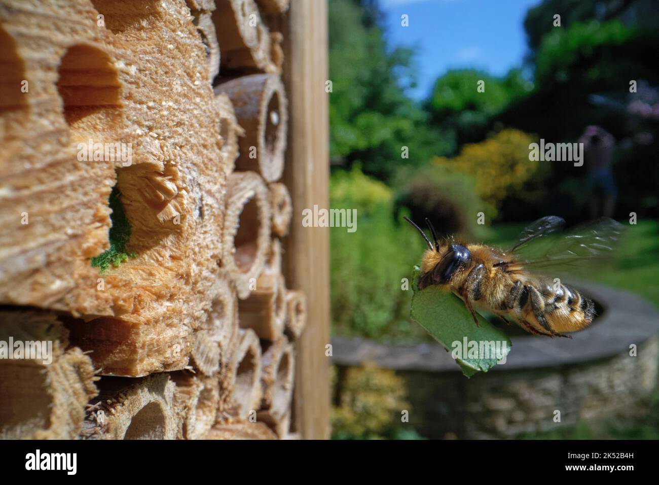 Holzschnitzerei-Biene (Megachile ligniseca) Weibchen, die mit einem Blatt fliegt, um ihr Nest in einem gebohrten Loch in einem Insektenhotel, Wiltshire, Großbritannien, zu versiegeln, Juli Stockfoto