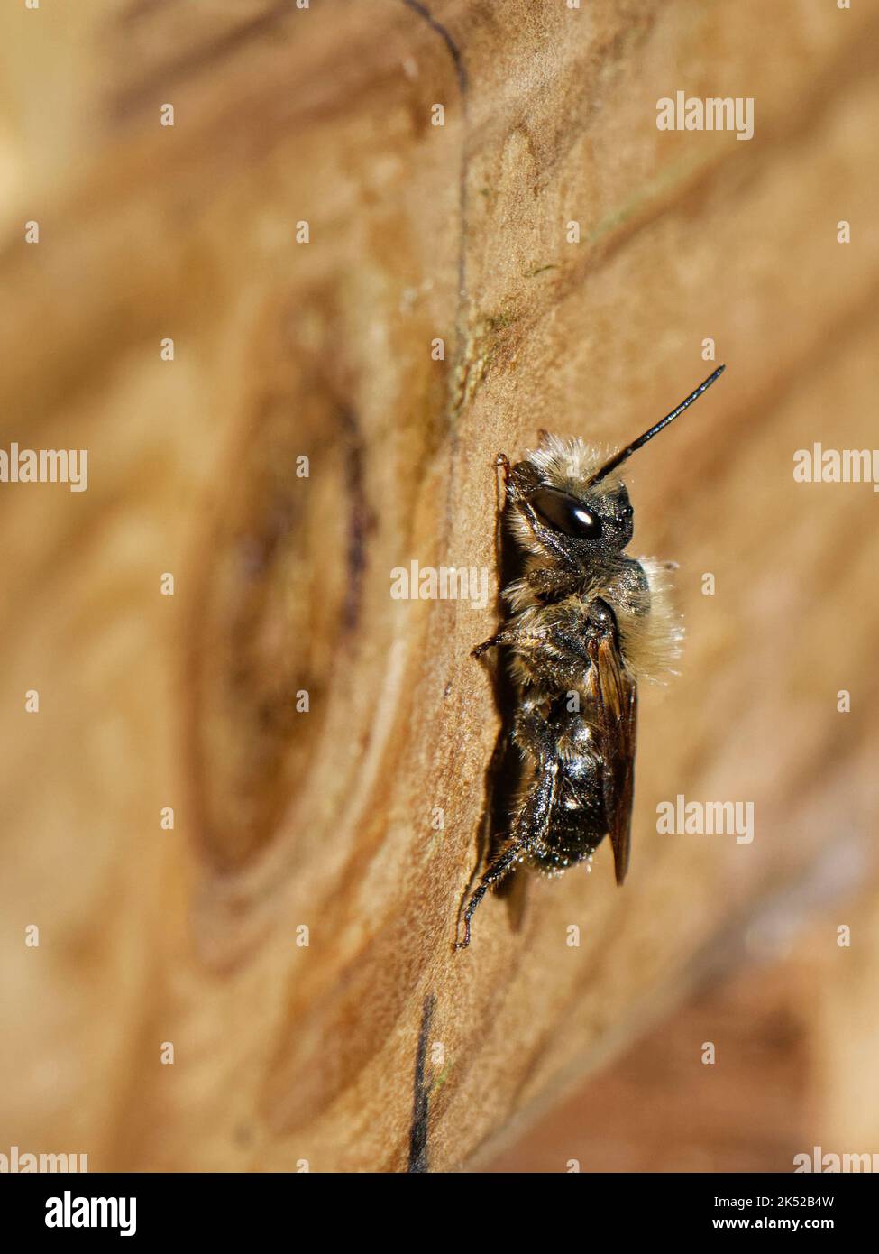 Orangefarbene Maurerbiene (Osmia leaiana), Männchen, das ein Insektenhotel auf der Suche nach Weibchen besucht, Wiltshire Garden, Großbritannien, Juli. Stockfoto