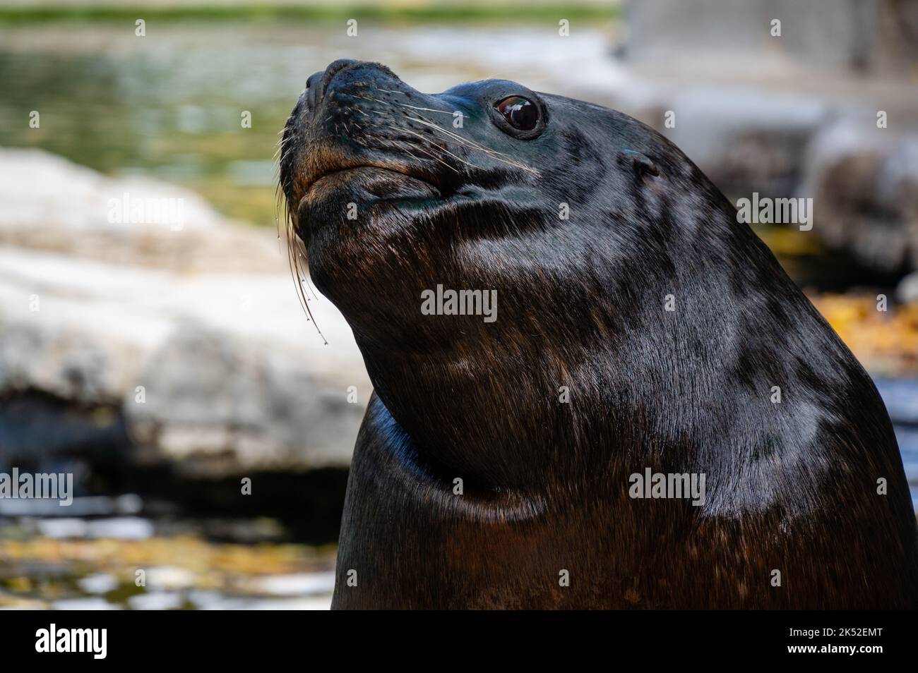 südamerikanischer Seelöwe (Otaria flavescens) Stockfoto
