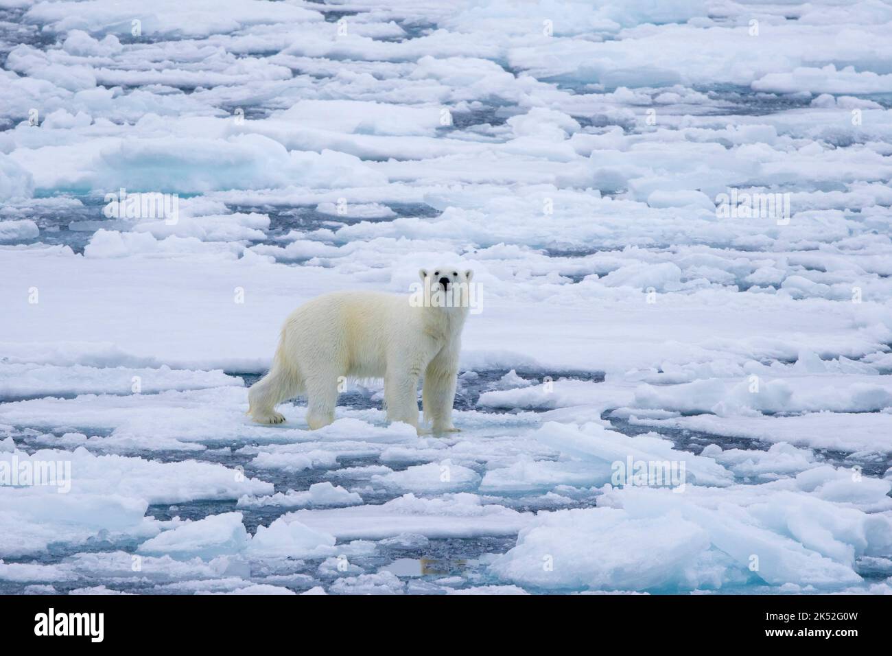 Einpoliger Eisbär (Ursus maritimus), der auf Drift-Eis/Eisscholle im Arktischen Ozean entlang der Spitzbergen-Küste, Norwegen, steht Stockfoto