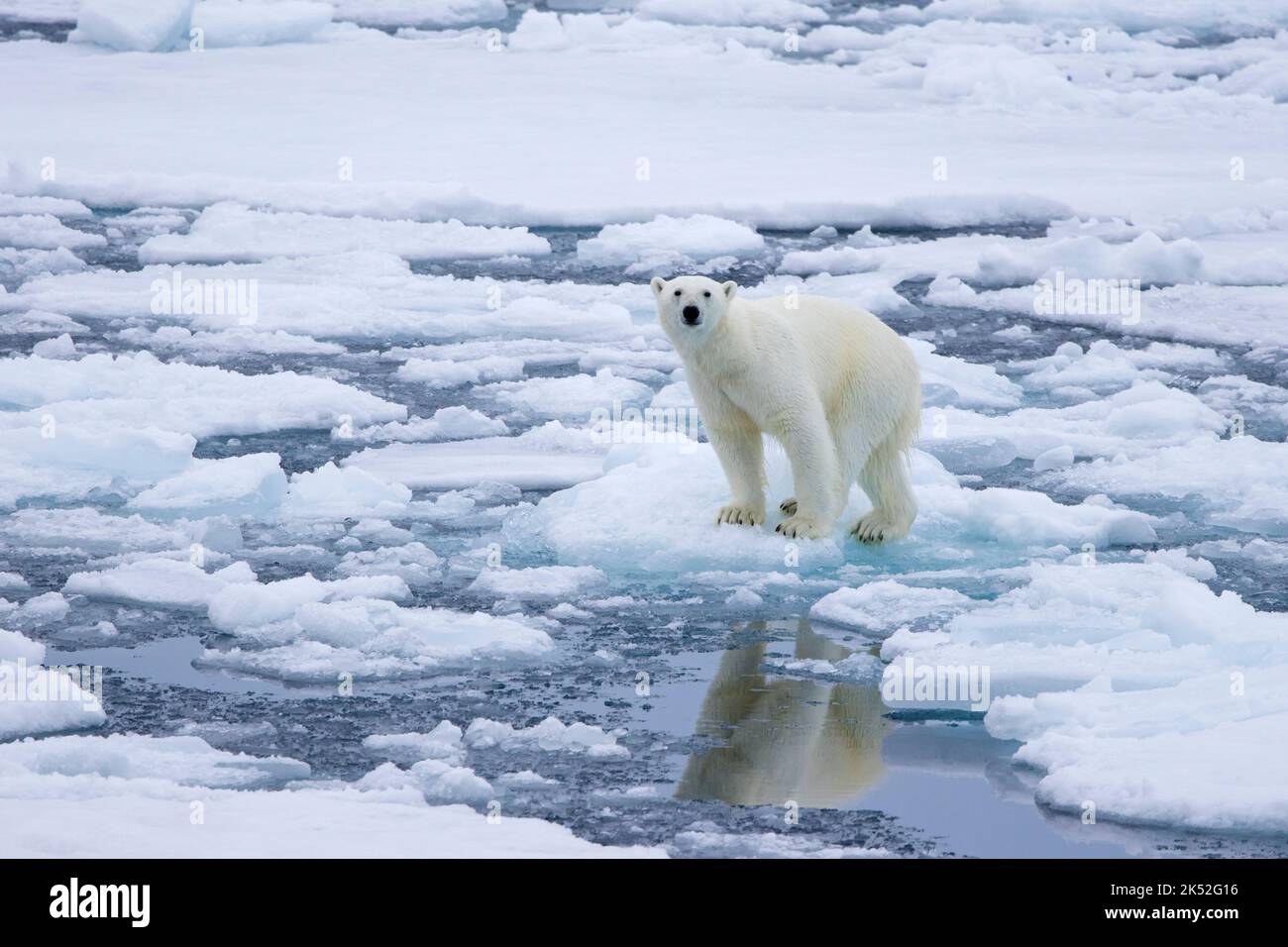 Einpoliger Eisbär (Ursus maritimus), der auf Drift-Eis/Eisscholle im Arktischen Ozean entlang der Spitzbergen-Küste, Norwegen, steht Stockfoto