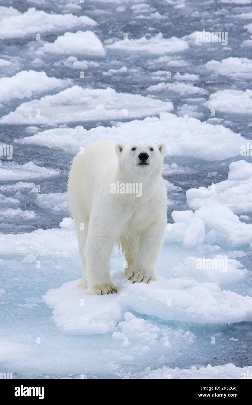 Einpoliger Eisbär (Ursus maritimus), der auf Drift-Eis/Eisscholle im Arktischen Ozean entlang der Spitzbergen-Küste, Norwegen, steht Stockfoto