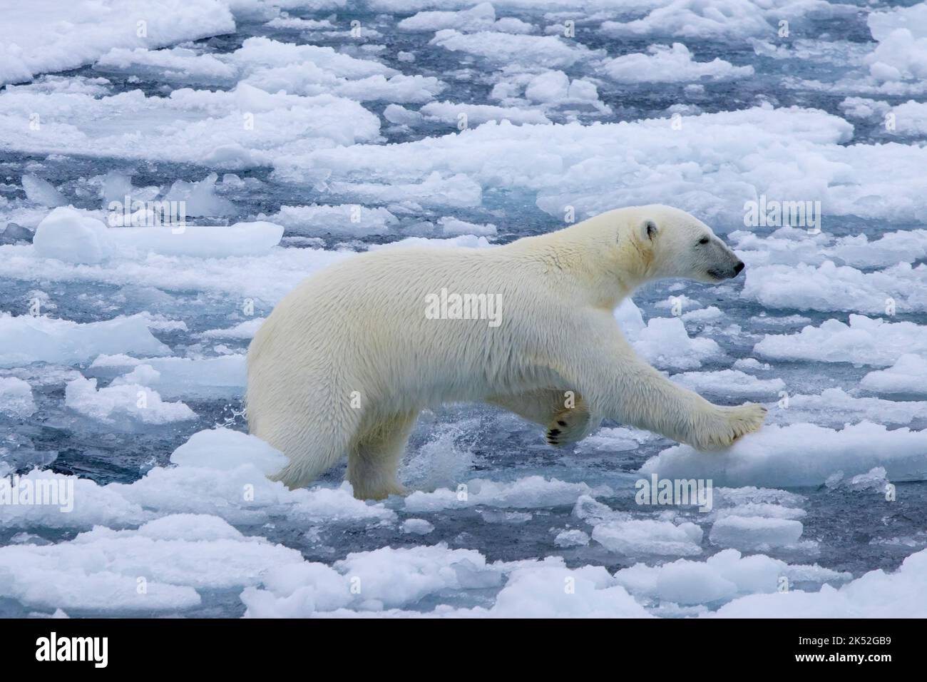 Eisbär (Ursus maritimus), der über Drift-Eis/Eisscholle im Arktischen Ozean entlang der Spitzbergen-Küste, Norwegen, läuft Stockfoto