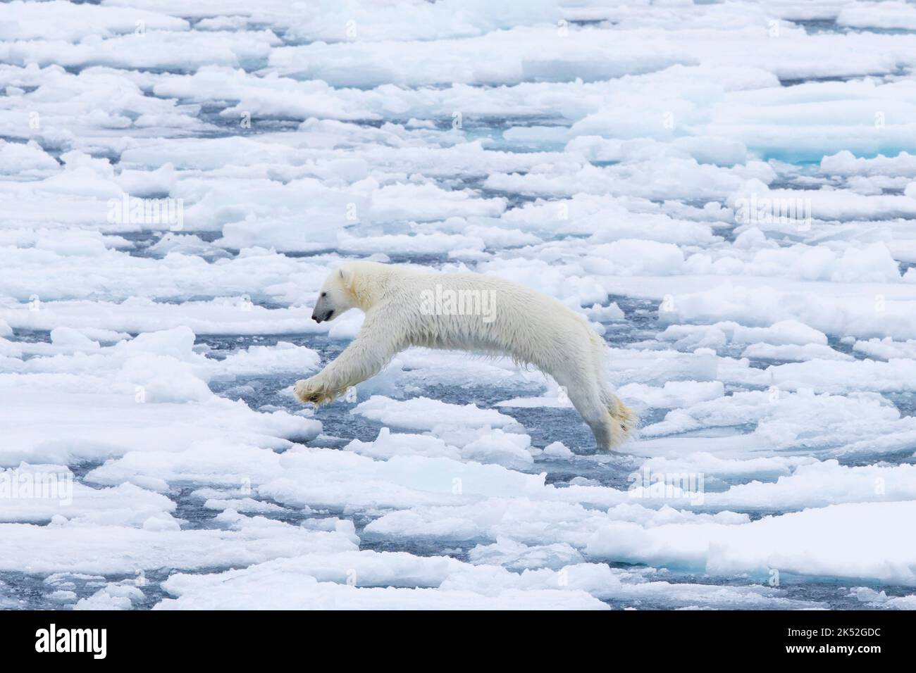 Einpoliger Eisbär (Ursus maritimus), der auf Drift-Eis/Eisscholle im Arktischen Ozean entlang der Spitzbergen-Küste, Norwegen, springt Stockfoto