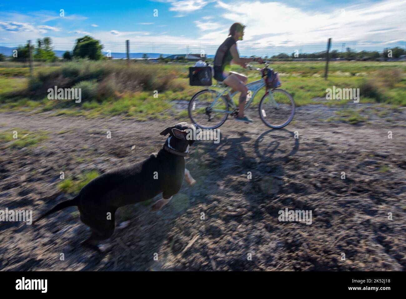 Eine Frau radelt auf einem Feldweg, während ein verspielter Hund neben ihr in der Nähe von Fruita in Colorado, USA, jagt Stockfoto