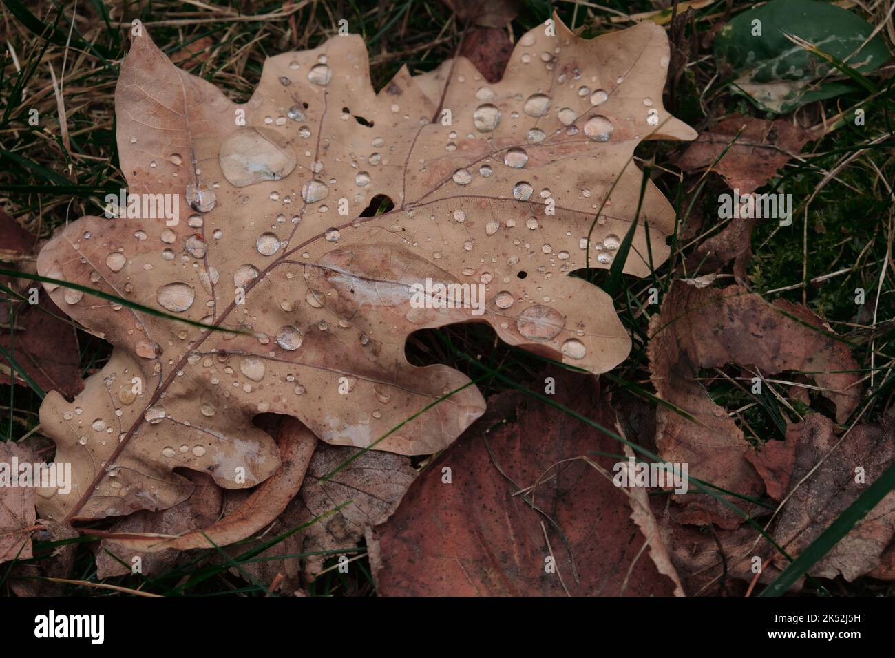 Herbstblätter und Eicheln auf dem Boden Hintergrund Komposition Muster Dolly Schuss Stockfoto