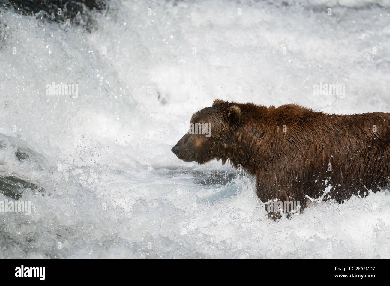 Alaskas Braunbär steht in Stromschnellen und fischt in Alaska nach Lachs Stockfoto
