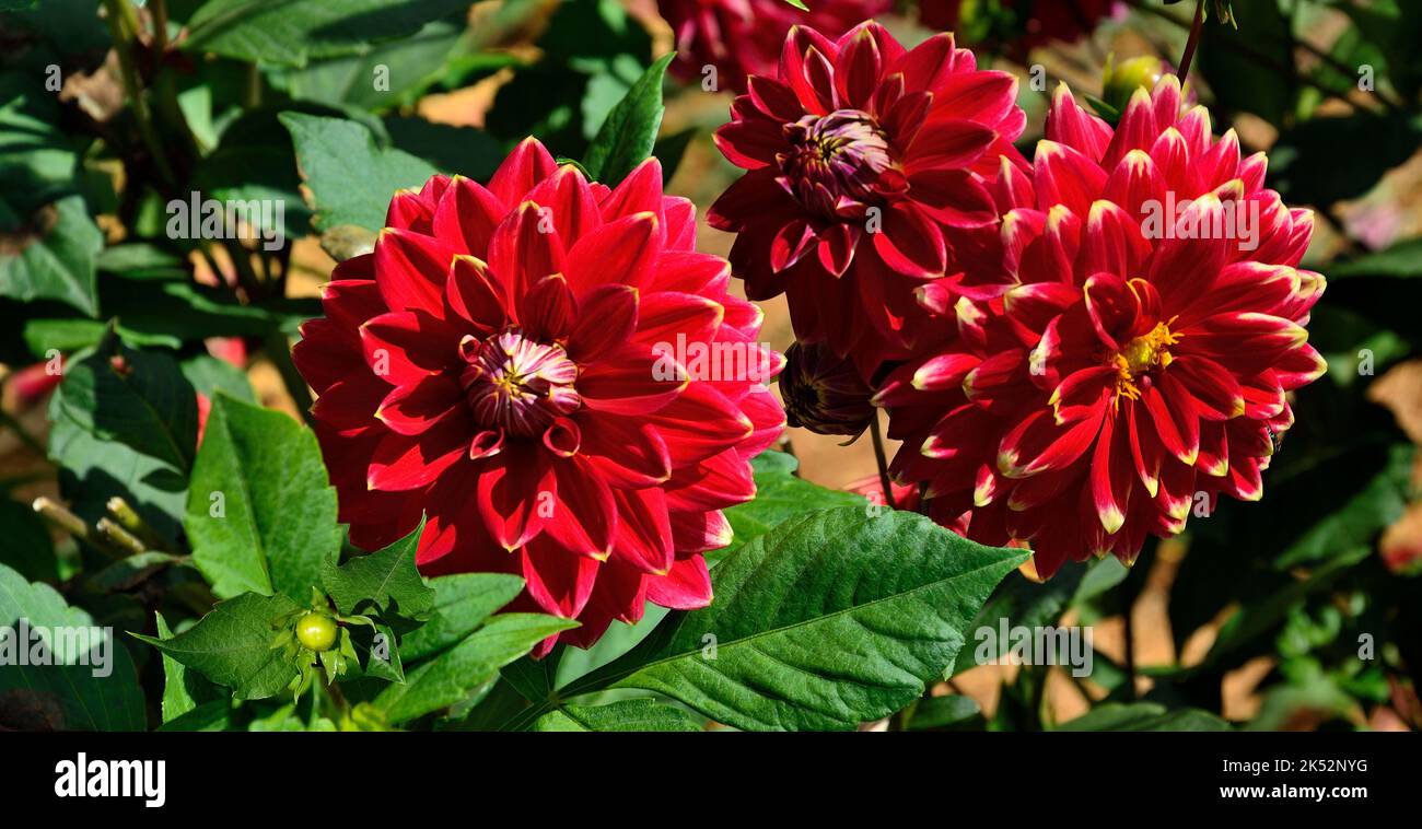 Dekorative Dahlien Blumen Sorte Caballero im Garten. Schöne rote Blüten mit gelben Rändern von Blütenblättern, Nahaufnahme. Zarte Herbstblumen, beaut Stockfoto