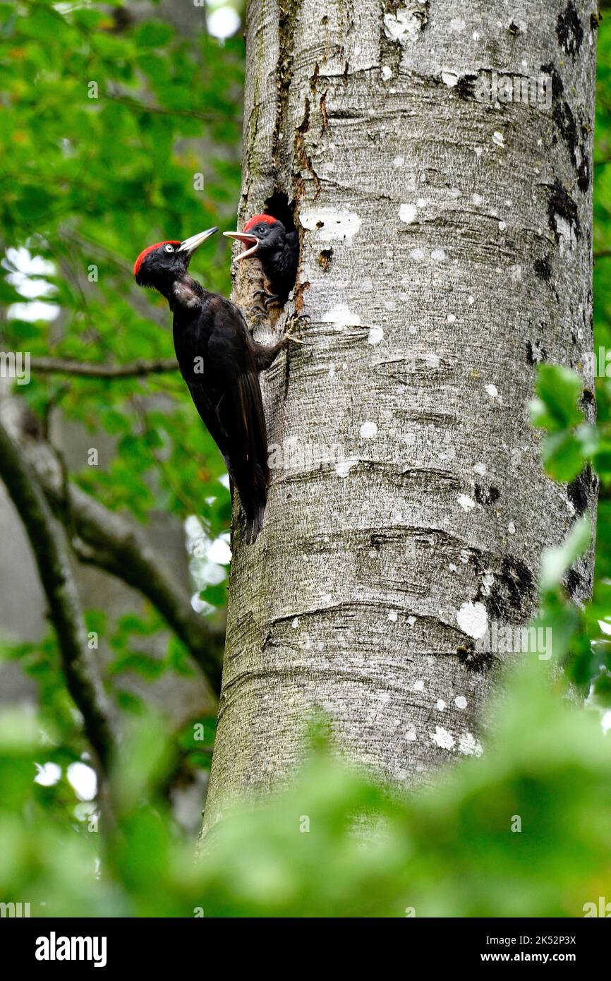 Frankreich, Doubs, Fauna, Vogel, Piciforme, Schwarzspecht (Dryocopus martius), Nest, Jungtiere fütternd, Buche Stockfoto