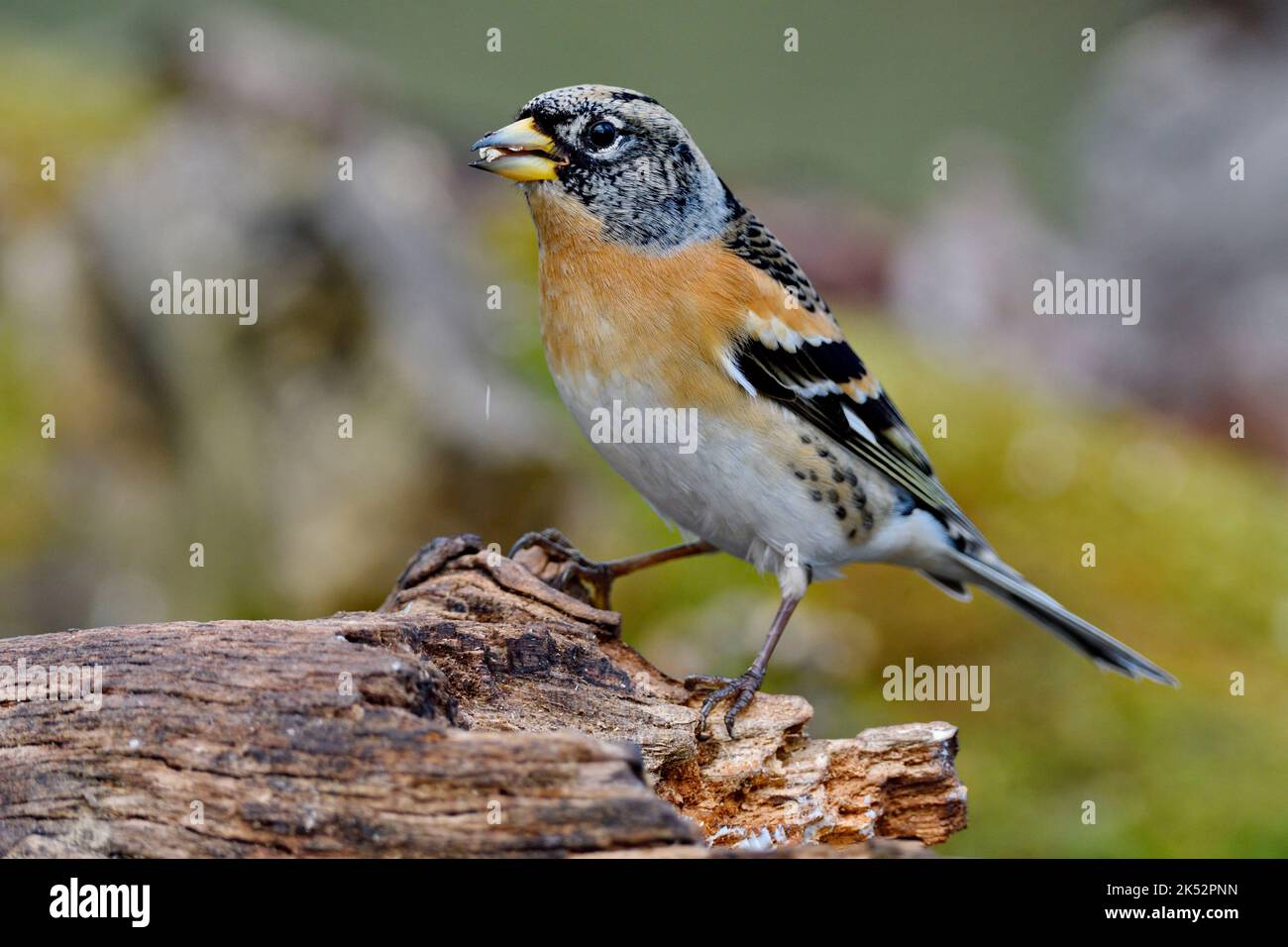 Frankreich, Doubs, Passereau, Chaffinch (Fringilla montifringilla), männlich, Wurzel, Holz Stockfoto