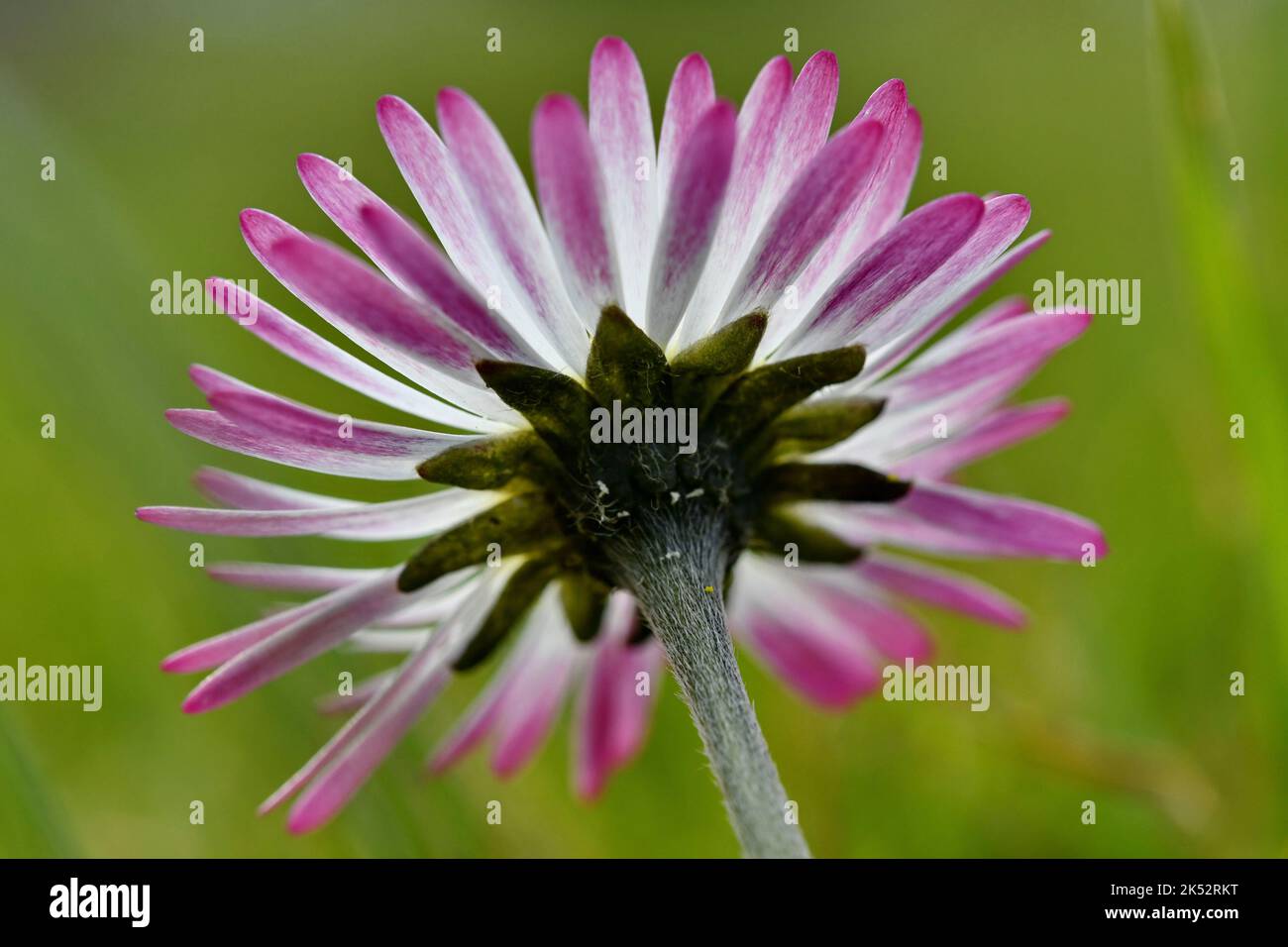 Frankreich, Doubs, Flora, Dicotyledon, Asteraceae, Mehrjährige Gänseblümchen (Bellis perennis) Stockfoto