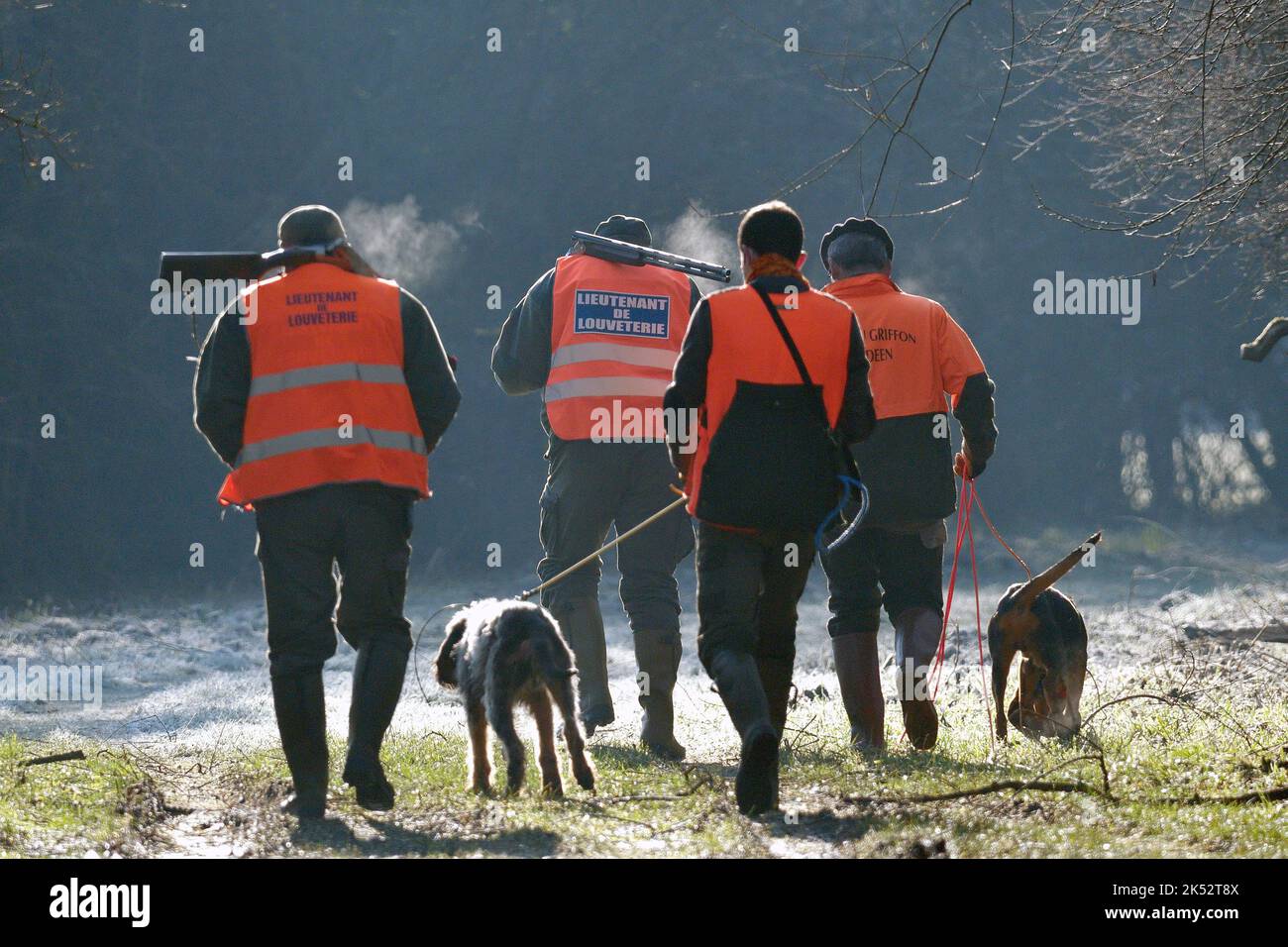 Frankreich, Doubs, Jagd, Wildschwein schlagen, Wolf Jagd Leutnants Stockfoto