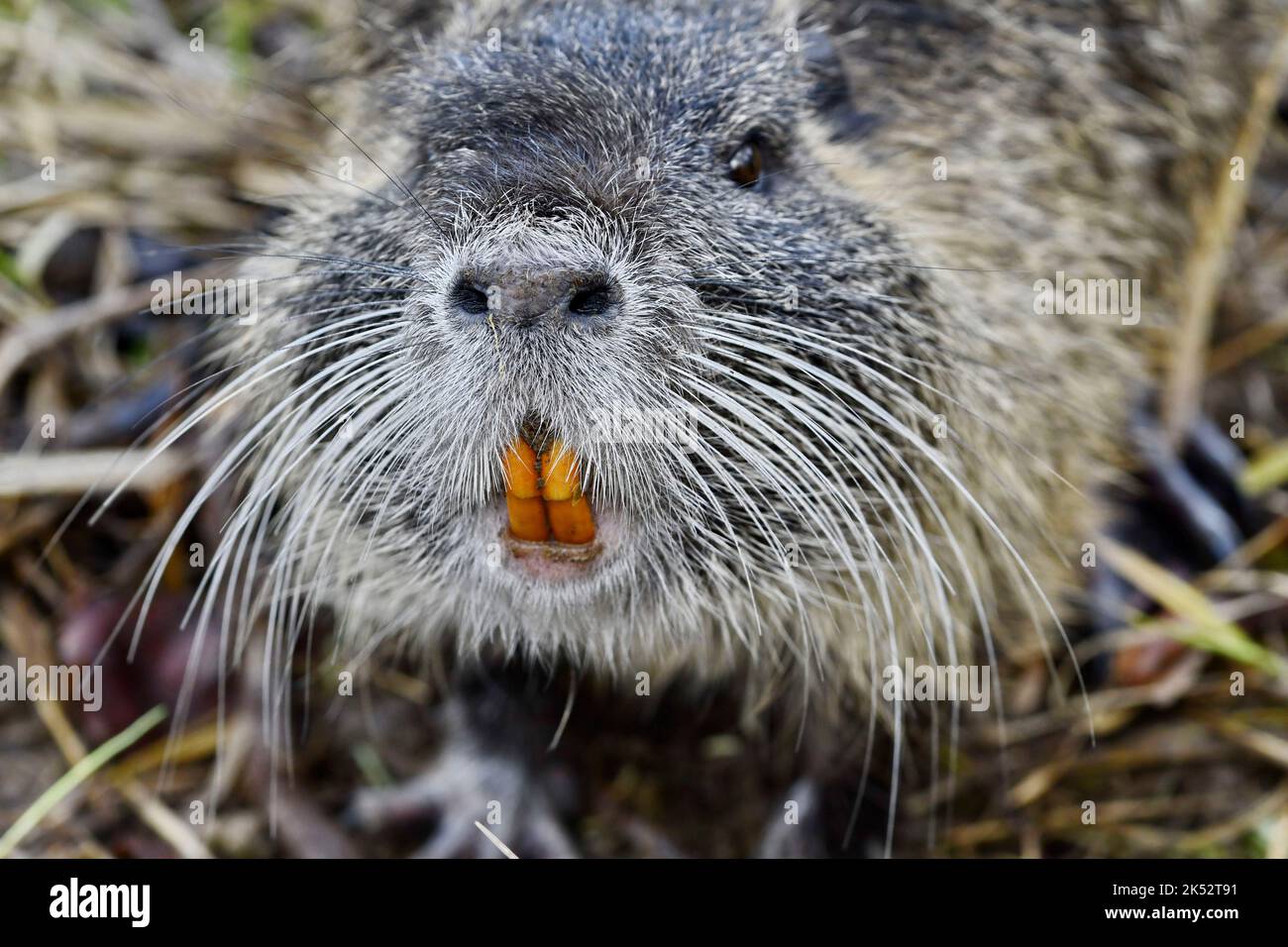 Frankreich, Doubs, Exterieur, Tag, ohne Menschen, Wildtier, Säugetier, Nagetier, Coypu (Myocastor coypus), Zähne Stockfoto