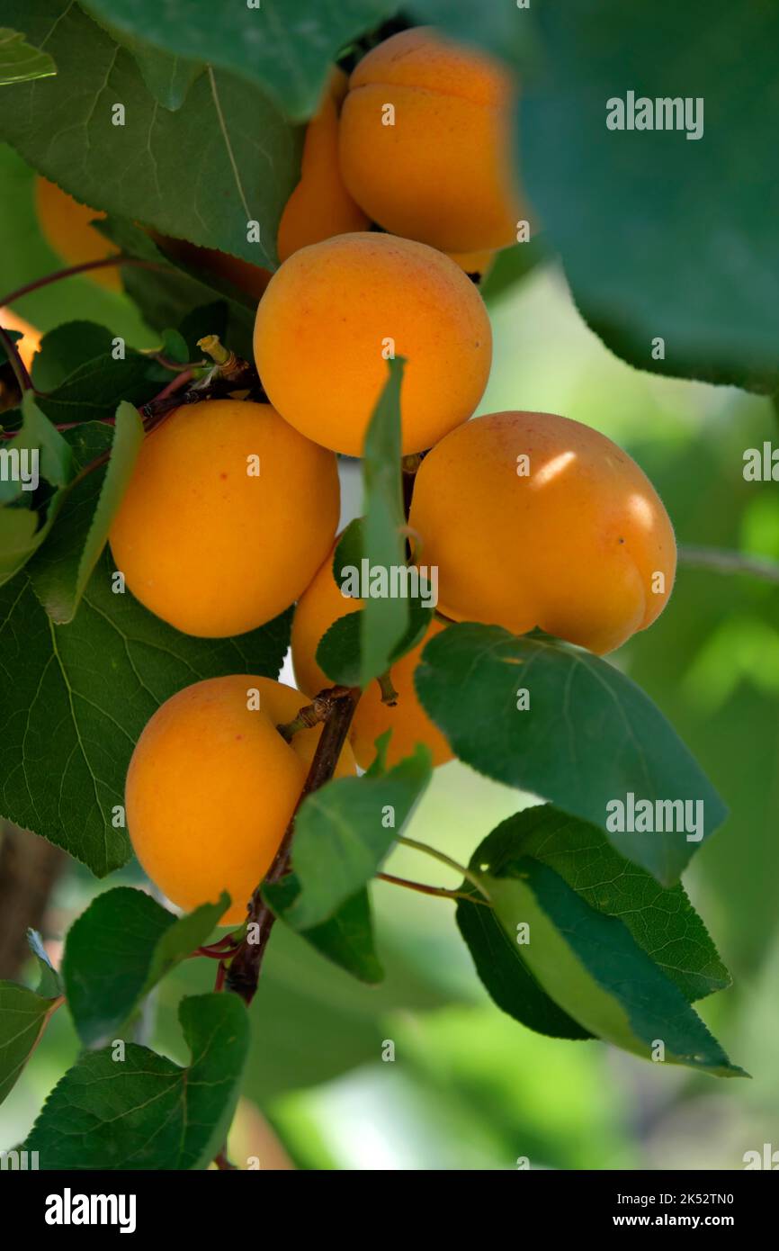 Frankreich, Var, Sanary sur Mer, Jardin des Oliviers, Aprikosenbaum (Prunus armeniaca), Früchte Stockfoto