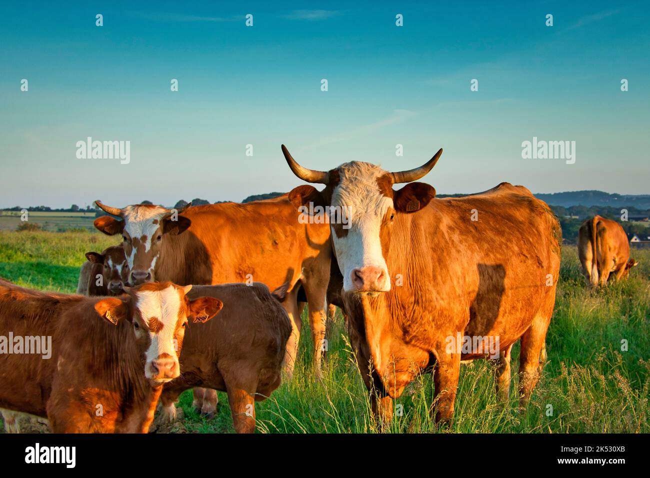France, Meurthe-et-Moselle (54),Velaine-sous-Amance, Limousin züchten Kühe mit ihren Kälbern Stockfoto