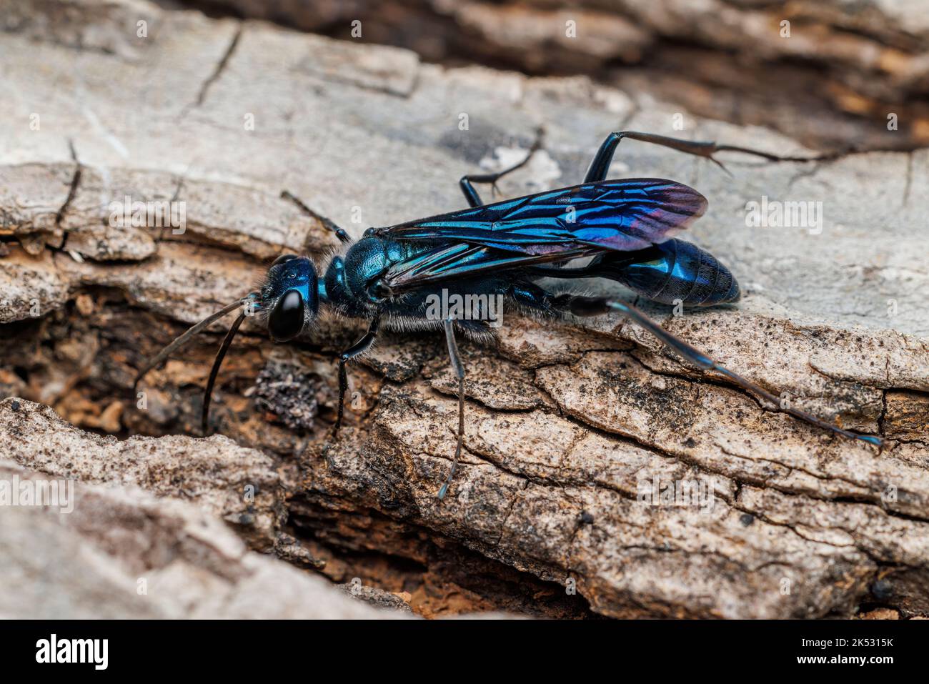 Zimmermann's Mud-dauber Wasp (Chalybion zimmermanni ssp. Zimmermanni) - Männlich Stockfoto