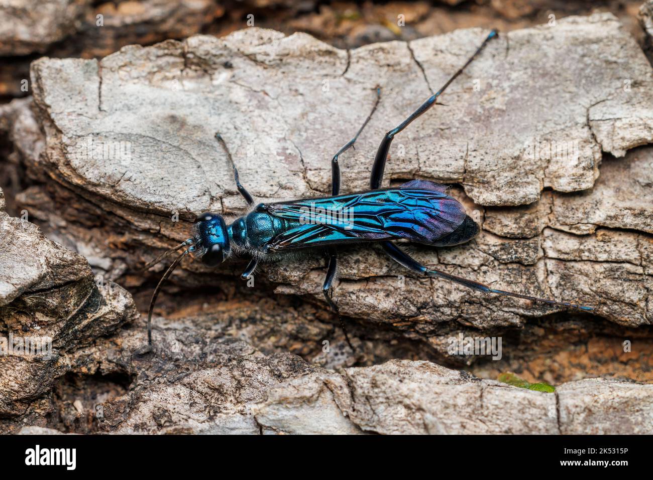 Zimmermann's Mud-dauber Wasp (Chalybion zimmermanni ssp. Zimmermanni) - Männlich Stockfoto