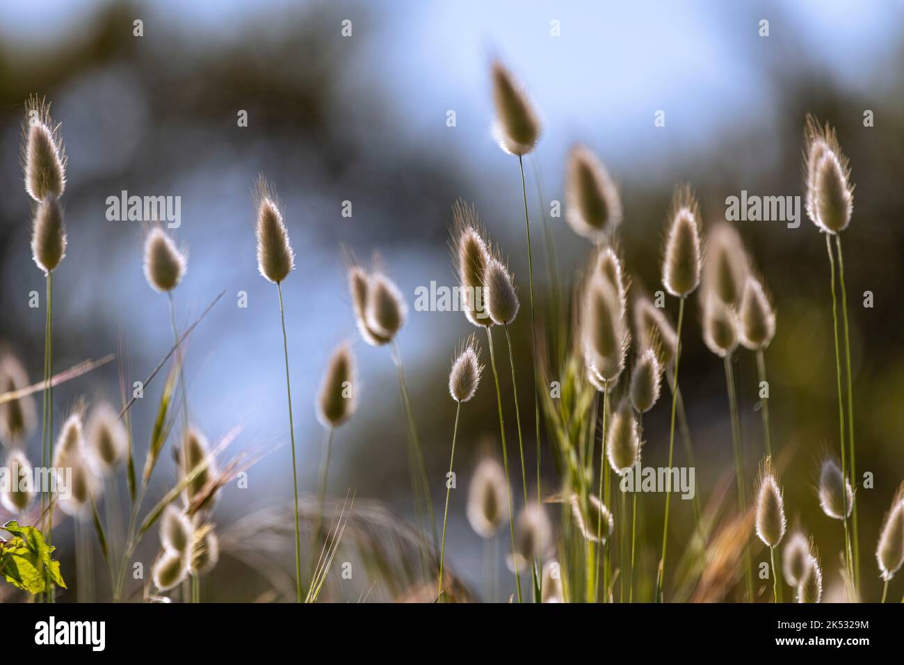 Frankreich, Somme, Baie de Somme, La Molliere d'Aval, Le Hourdel, Flora der Bucht von Somme entlang der weißen Straße und den Dünen, Lagure ovale, auch genannt Stockfoto