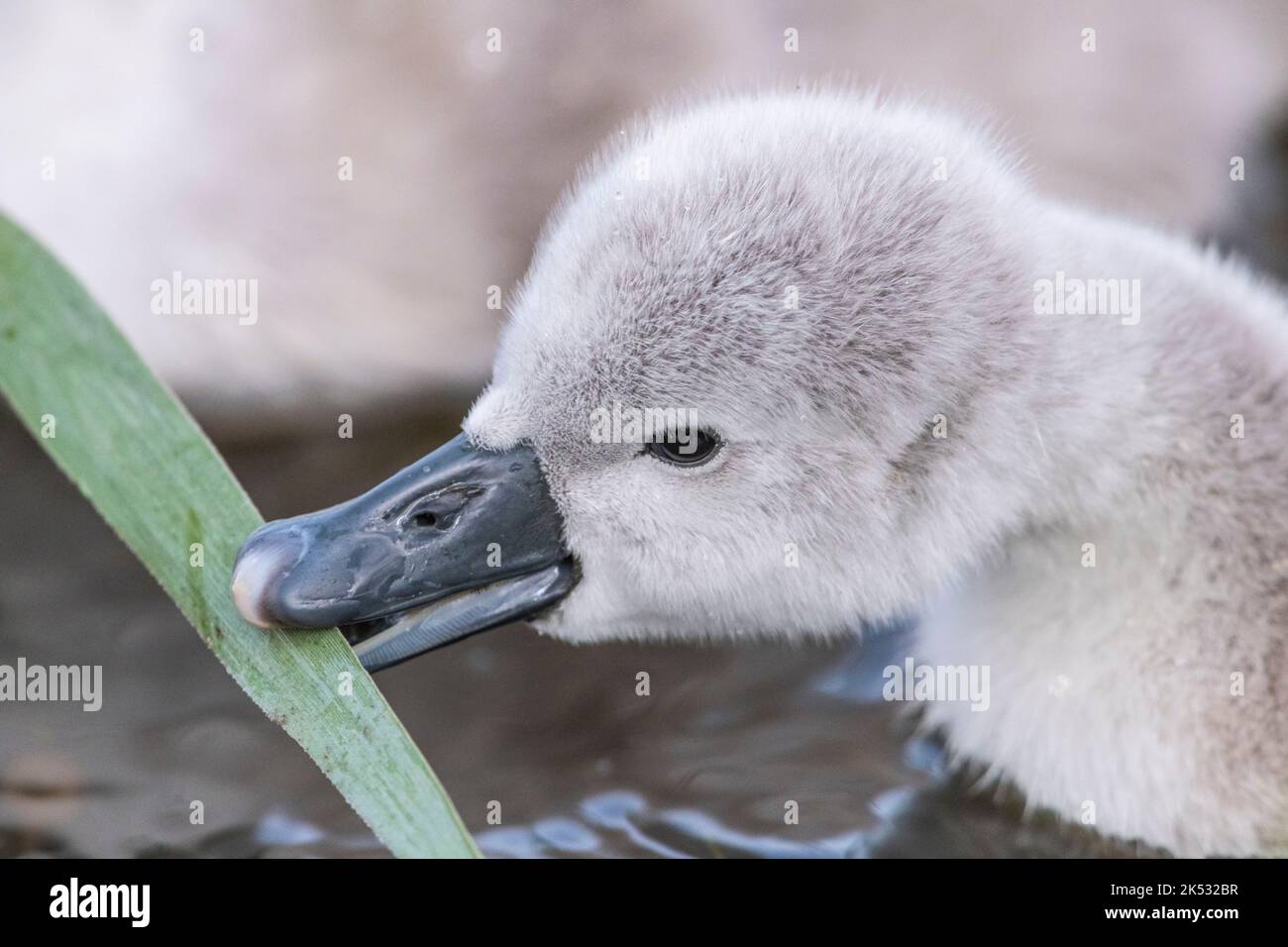 Frankreich, Somme, Baie de Somme, Le Crotoy, Marais du Crotoy, Im Frühjahr sind die Mute Swans (Cygnus olor - Mute Swan) und ihre Cygnets auf dem Teich zu sehen, Stockfoto