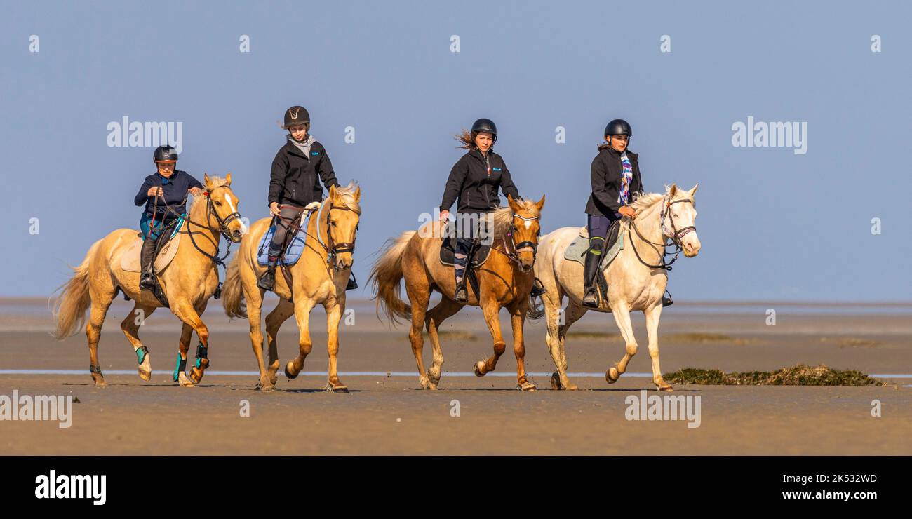 Frankreich, Somme, Le Crotoy, Training der Pferde (Quarter Horse Race) in der Somme Bucht, mit freundlicher Genehmigung der Mitglieder der Hippicardie Equestr Stockfoto