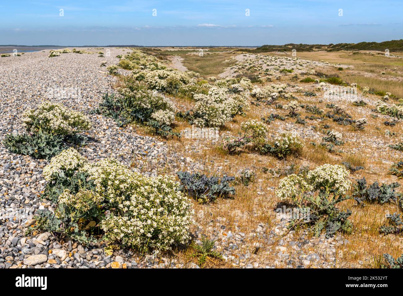 Frankreich, Somme, Baie de Somme, La Molliere d'Aval, Meereskohl (Crambe maritime, Crambe maritima) in Blüte am Kiesstrand Stockfoto